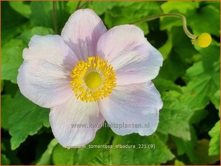 Anemone tomentosa &amp;#39;Albadura&amp;#39; | Herfstanemoon, Anemoon | Filzige Herbst-Anemone