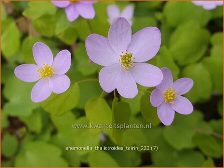 Anemonella thalictroides &amp;#39;Tairin&amp;#39; | Ruitanemoon | Rautenanemone