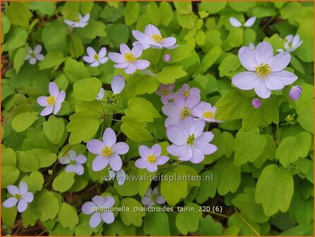 Anemonella thalictroides &amp;#39;Tairin&amp;#39; | Ruitanemoon | Rautenanemone