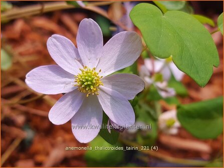 Anemonella thalictroides &amp;#39;Tairin&amp;#39; | Ruitanemoon | Rautenanemone