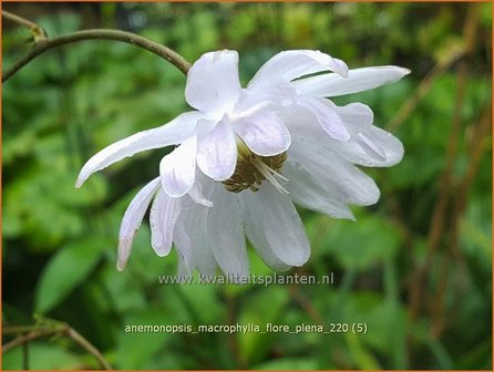 Anemonopsis macrophylla &amp;#39;Flore Pleno&amp;#39;