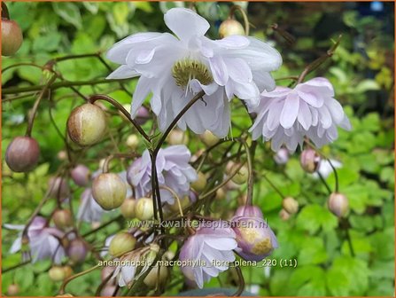 Anemonopsis macrophylla &amp;#39;Flore Pleno&amp;#39;