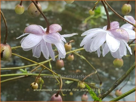 Anemonopsis macrophylla &amp;#39;Flore Pleno&amp;#39;