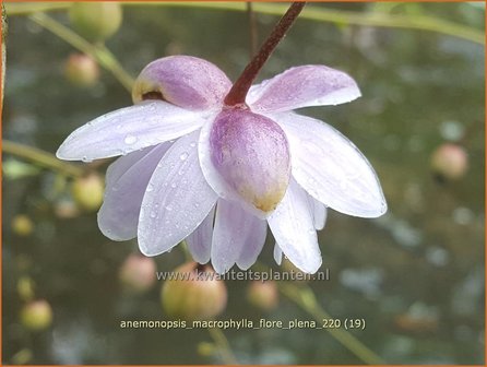 Anemonopsis macrophylla &amp;#39;Flore Pleno&amp;#39;