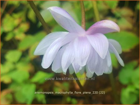 Anemonopsis macrophylla &amp;#39;Flore Pleno&amp;#39;