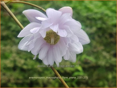 Anemonopsis macrophylla &amp;#39;Flore Pleno&amp;#39;