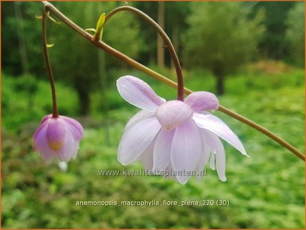 Anemonopsis macrophylla &amp;#39;Flore Pleno&amp;#39;