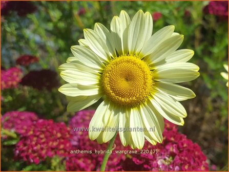 Anthemis hybrida &amp;#39;Wargrave&amp;#39; | Gele kamille, Verfkamille, Kamille | F&auml;rberkamille