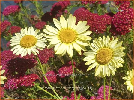 Anthemis hybrida &amp;#39;Wargrave&amp;#39; | Gele kamille, Verfkamille, Kamille | F&auml;rberkamille