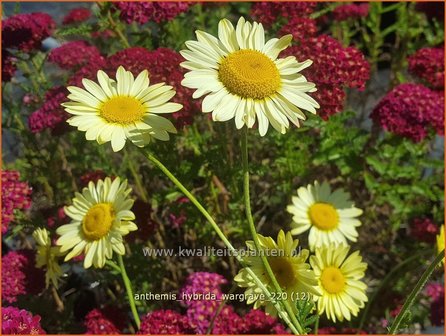 Anthemis hybrida &amp;#39;Wargrave&amp;#39; | Gele kamille, Verfkamille, Kamille | F&auml;rberkamille