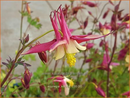 Aquilegia &#039;Koralle&#039; | Akelei | Akelei