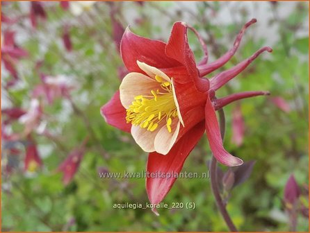 Aquilegia &#039;Koralle&#039; | Akelei | Akelei