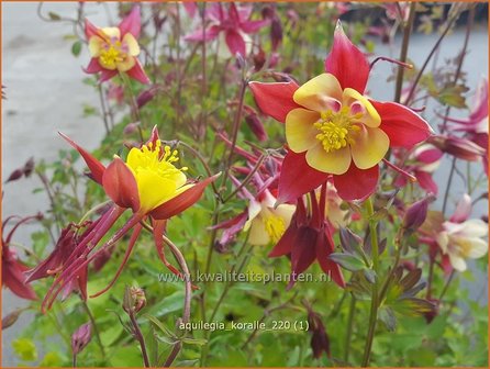 Aquilegia &#039;Koralle&#039; | Akelei | Akelei