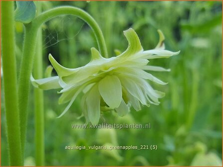 Aquilegia vulgaris &amp;#39;Greenapples&amp;#39; | Akelei | Gew&ouml;hnliche Akelei