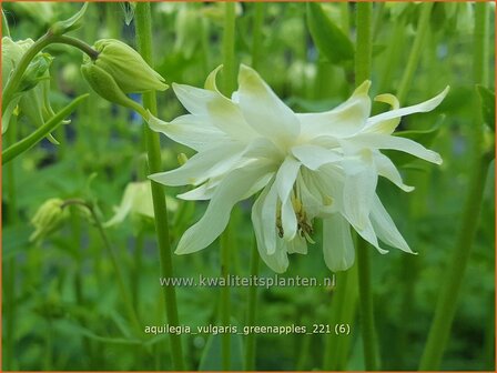 Aquilegia vulgaris &amp;#39;Greenapples&amp;#39; | Akelei | Gew&ouml;hnliche Akelei