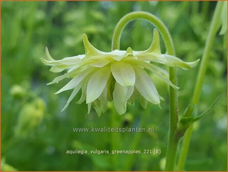 Aquilegia vulgaris &amp;#39;Greenapples&amp;#39; | Akelei | Gew&ouml;hnliche Akelei