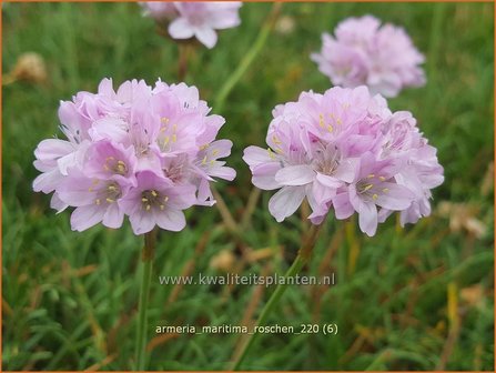 Armeria maritima &amp;#39;Roschen&amp;#39; | Engels gras | Strand-Grasnelke