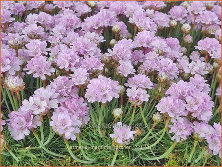 Armeria maritima &amp;#39;Roschen&amp;#39; | Engels gras | Strand-Grasnelke