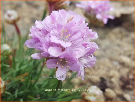 Armeria maritima &amp;#39;Rosi&amp;#39;