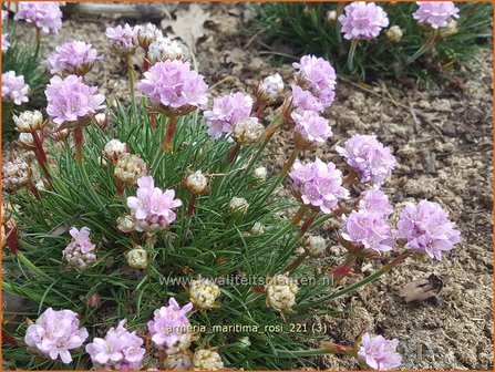 Armeria maritima &amp;#39;Rosi&amp;#39; | Engels gras | Grasnelke