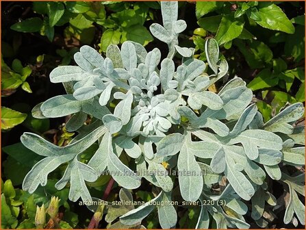 Artemisia stelleriana &#039;Boughton Silver&#039; | Alsem, Bijvoet, Edelruit | Gabelbl&auml;ttriger Silber-Wermut