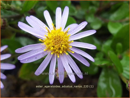 Aster ageratoides &amp;#39;Adustus Nanus&amp;#39; | Japanse dwergaster, Aster | Ageratum-&auml;hnliche Aster