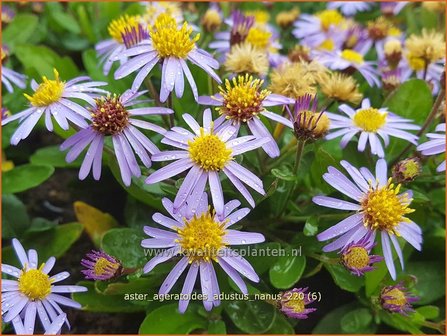 Aster ageratoides &amp;#39;Adustus Nanus&amp;#39; | Japanse dwergaster, Aster | Ageratum-&auml;hnliche Aster