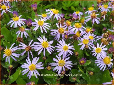 Aster ageratoides &amp;#39;Adustus Nanus&amp;#39; | Japanse dwergaster, Aster | Ageratum-&auml;hnliche Aster