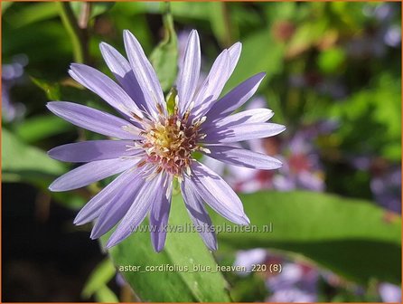 Aster cordifolius &amp;#39;Blue Heaven&amp;#39; | Hartbladaster, Aster | Herzbl&auml;ttrige Schleier-Aster