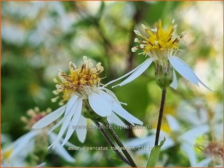 Aster divaricatus &amp;#39;Tradescant&amp;#39; | Sneeuwsteraster, Bosaster, Aster | Waldaster