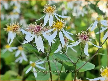 Aster divaricatus &amp;#39;Tradescant&amp;#39; | Sneeuwsteraster, Bosaster, Aster | Waldaster