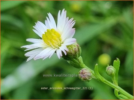 Aster ericoides &amp;#39;Schneegitter&amp;#39; | Heideaster, Sluieraster, Aster | Heide-Aster