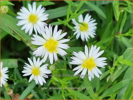 Aster ericoides &amp;#39;Schneegitter&amp;#39; | Heideaster, Sluieraster, Aster | Heide-Aster