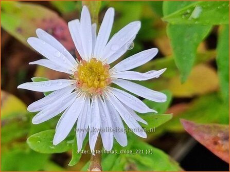 Aster lateriflorus &amp;#39;Chloe&amp;#39; | Gladde aster, Aster | Glatte Aster