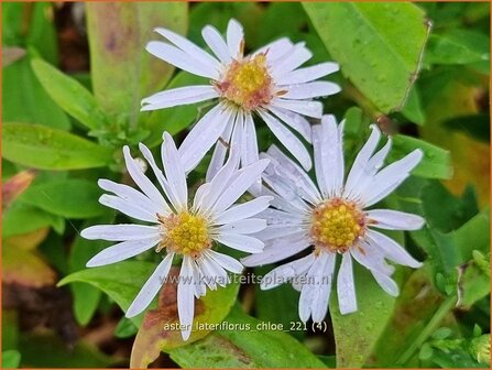 Aster lateriflorus &amp;#39;Chloe&amp;#39; | Gladde aster, Aster | Glatte Aster