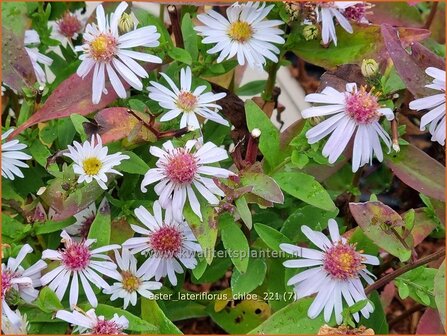 Aster lateriflorus &amp;#39;Chloe&amp;#39; | Gladde aster, Aster | Glatte Aster