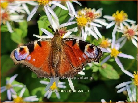 Aster macrophyllus | Grootbladige aster, Aster | Gro&szlig;bl&auml;ttrige Aster