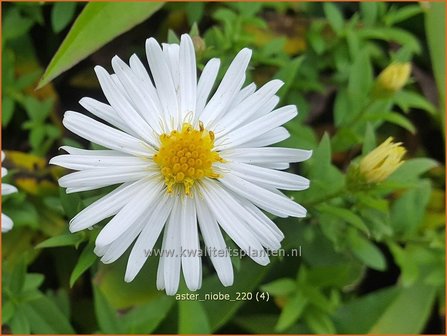 Aster &#039;Niobe&#039; | Aster | Aster