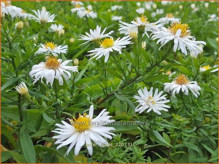 Aster &#039;Niobe&#039; | Aster | Aster