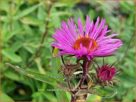 Aster novae-angliae &amp;#39;Abendsonne&amp;#39; | Nieuw-Engelse aster, Herfstaster, Aster | Raublatt-Aster