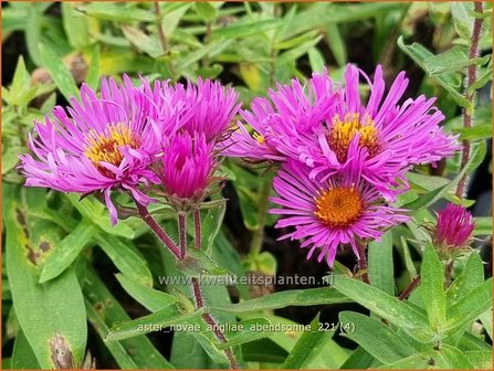 Aster novae-angliae &amp;#39;Abendsonne&amp;#39; | Nieuw-Engelse aster, Herfstaster, Aster | Raublatt-Aster