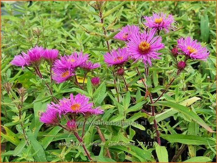 Aster novae-angliae &amp;#39;Abendsonne&amp;#39; | Nieuw-Engelse aster, Herfstaster, Aster | Raublatt-Aster