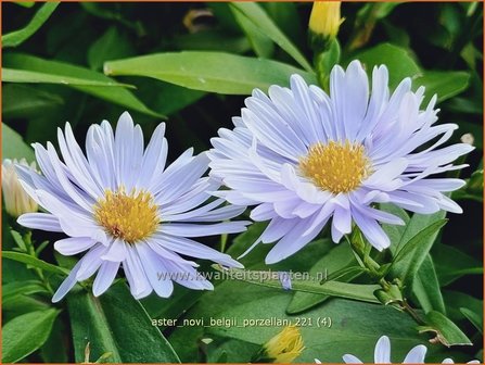 Aster novi-belgii &amp;#39;Porzellan&amp;#39; | Nieuw-Nederlandse aster, Herfstaster, Aster | Glattblatt-Aster