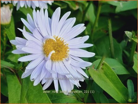 Aster novi-belgii &amp;#39;Porzellan&amp;#39; | Nieuw-Nederlandse aster, Herfstaster, Aster | Glattblatt-Aster