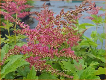 Astilbe &amp;#39;Younique Cerise&amp;#39; | Pluimspirea, Spirea | Prachtspiere