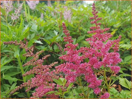 Astilbe &amp;#39;Younique Cerise&amp;#39; | Pluimspirea, Spirea | Prachtspiere