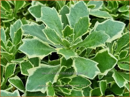 Aubrieta &#039;Dr. Mules Variegated&#039; | Blauwkussen | Blaukissen