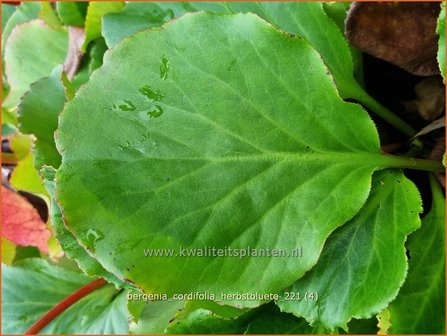 Bergenia cordifolia &#039;Herbstbl&uuml;te&#039; | Schoenlappersplant, Olifantsoor | Altai-Bergenie