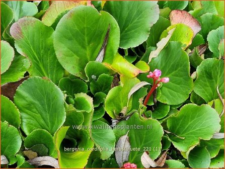 Bergenia cordifolia &#039;Herbstbl&uuml;te&#039; | Schoenlappersplant, Olifantsoor | Altai-Bergenie