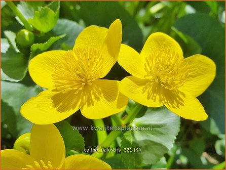 Caltha palustris | Dotterbloem | Sumpf-Dotterblume